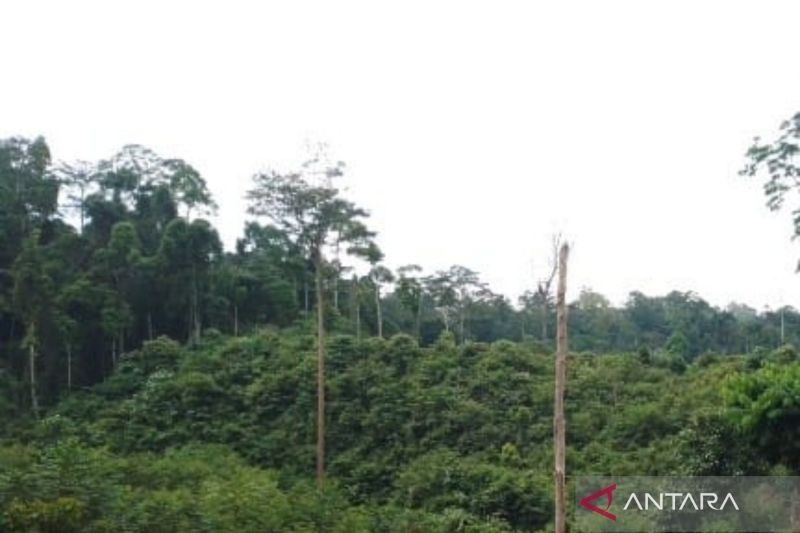 KPH Mukomuko Dampingi Polisi Usut Perambahan Hutan di Bengkulu