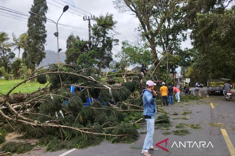 Jalur Puncak-Cianjur Normal Kembali Setelah Pohon Tumbang