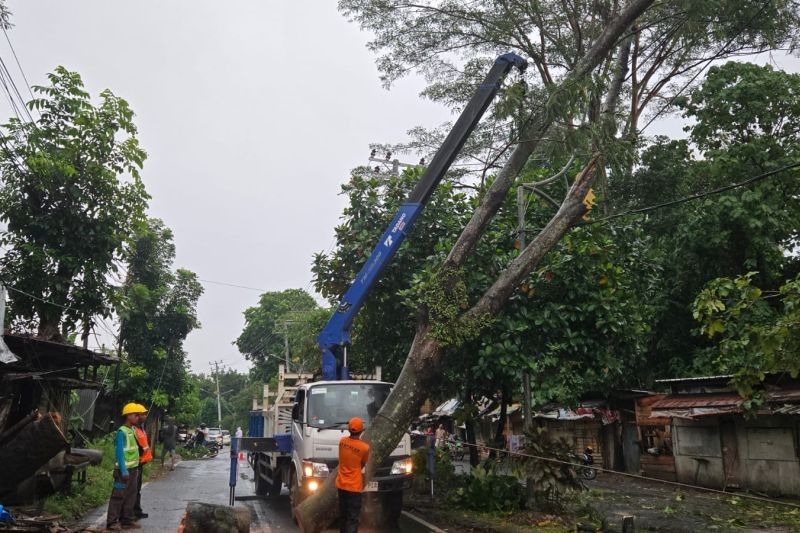 39 Titik Pohon Tumbang Landa Bandarlampung Akibat Hujan Deras