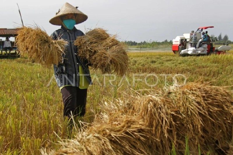 NTP Aceh Turun 0,80 Persen di Januari 2025: Daya Beli Petani Menurun