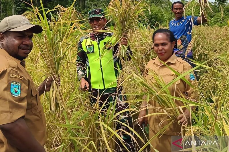 Tambrauw Sukses Panen Padi di Lahan Tidur, Perkuat Ketahanan Pangan