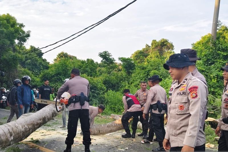 Pelajar SMA di Jembrana Meninggal Tertimpa Pohon Tumbang