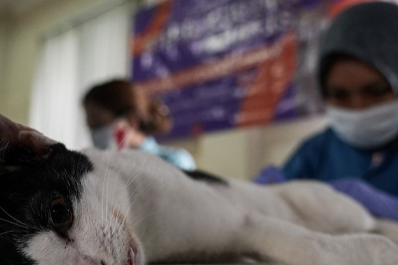 100 Kucing Jantan di Jakarta Barat Di-Sterilisasi Gratis