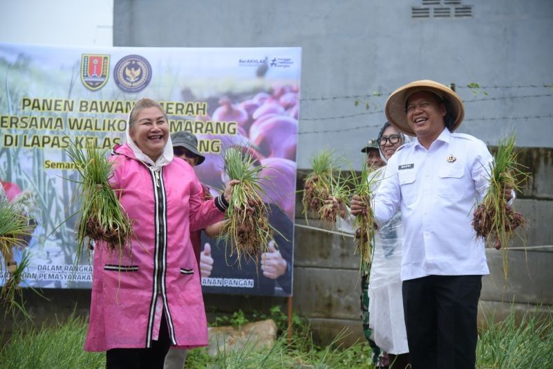 Wali Kota Semarang Panen Bawang Merah Bareng Warga Binaan LP Kedungpane