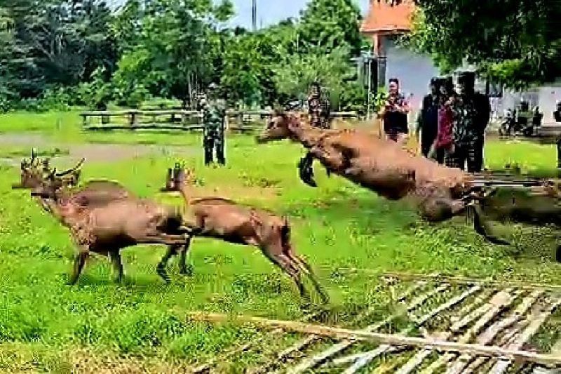 TN Baluran Lepasliarkan 15 Rusa Timor: Upaya Pemulihan Ekosistem