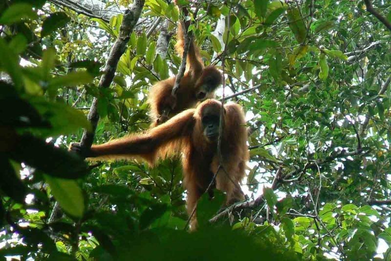 Aceh Selatan Menunggu Keputusan Pengelolaan Tahura Trumon