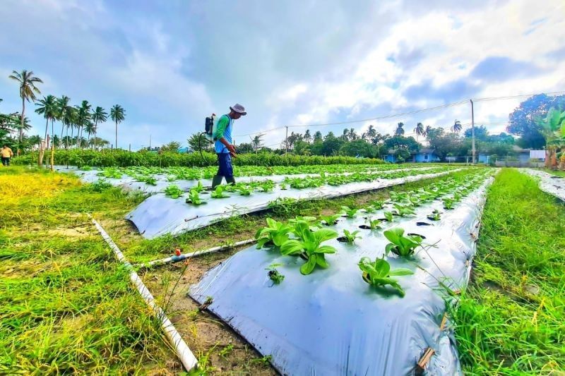 Lanud RSA Natuna Sukseskan Ketahanan Pangan Nasional lewat Kebun Satu Hektare