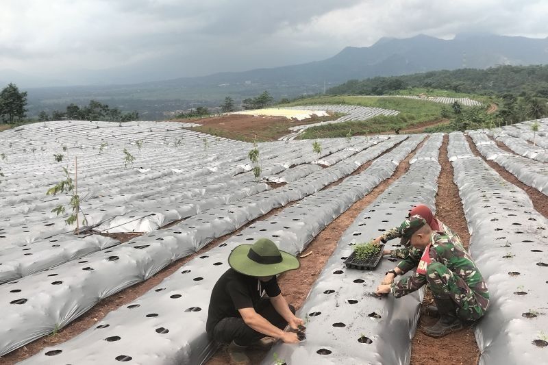 TNI AD Sulap Lahan Bekas Karet Jadi Kebun Ketahanan Pangan di Purwakarta