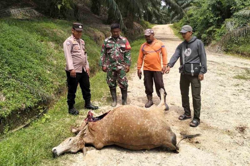 Harimau Sumatra Kembali Terkam Sapi di Aceh Timur, BKSDA Pasang Jebakan