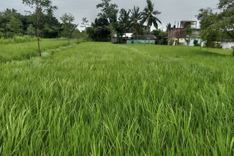 Dinas Pertanian Lombok Timur Raih Penghargaan Atas Kepatuhan Pajak ASN