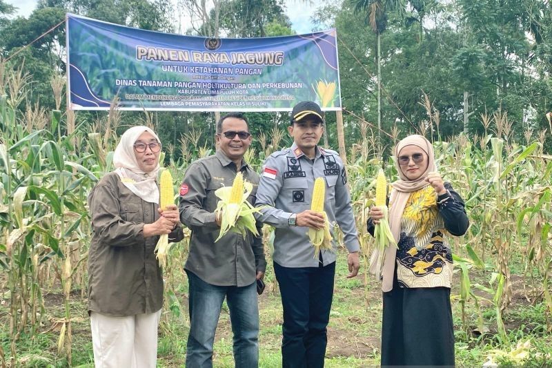 Sukses Panen Raya! 1 Ton Jagung Hasil Kerja Keras Narapidana Lapas Suliki