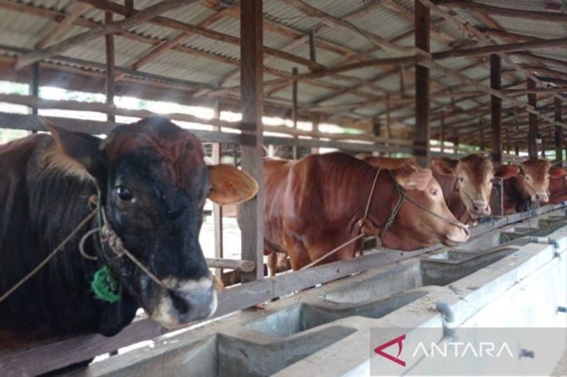 Populasi Sapi Pulang Pisau Tembus 10.000 Ekor, Potensi Pertumbuhan Masih Besar