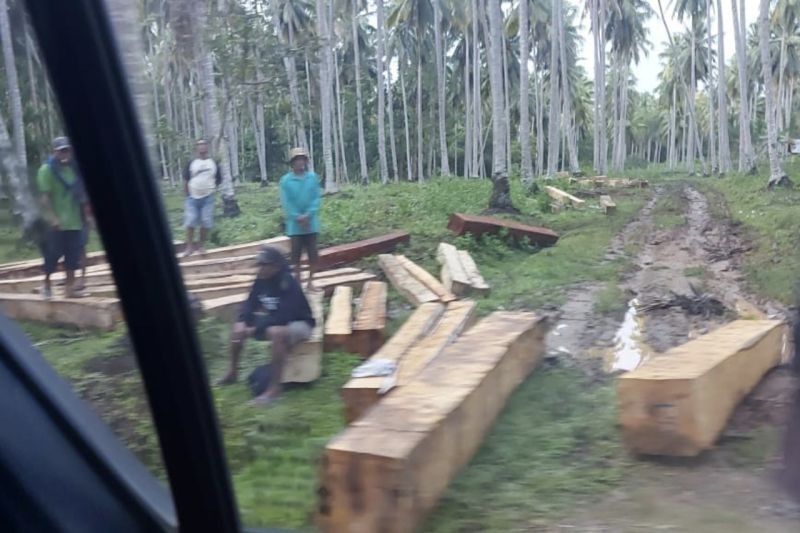 Pemprov Sulteng Desak Polisi Tindak Penjarahan Kayu di KPN Donggala