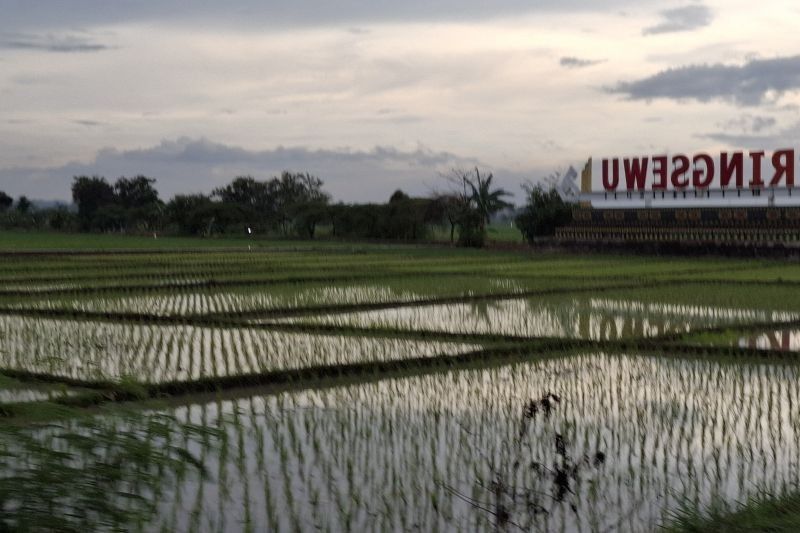 Lampung Salurkan Bantuan Benih Padi Pasca Banjir