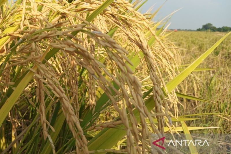 Bulog Cirebon Siap Serap Gabah Petani dengan Harga Baru Rp6.500/kg