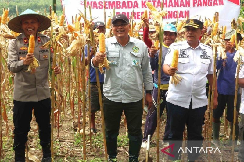 Diskatan Kuningan Ekspansi Tanam Jagung 500 Hektare untuk Ketahanan Pangan