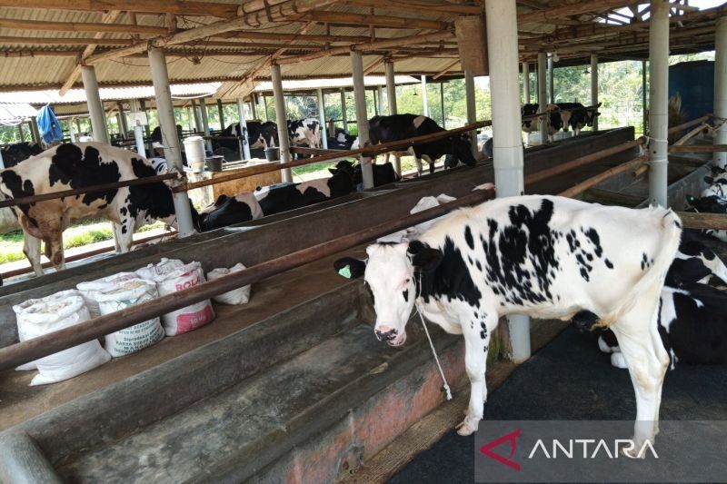 95 Sapi di Kuningan Sembuh dari PMK, Vaksinasi dan Eco Enzyme Jadi Kunci