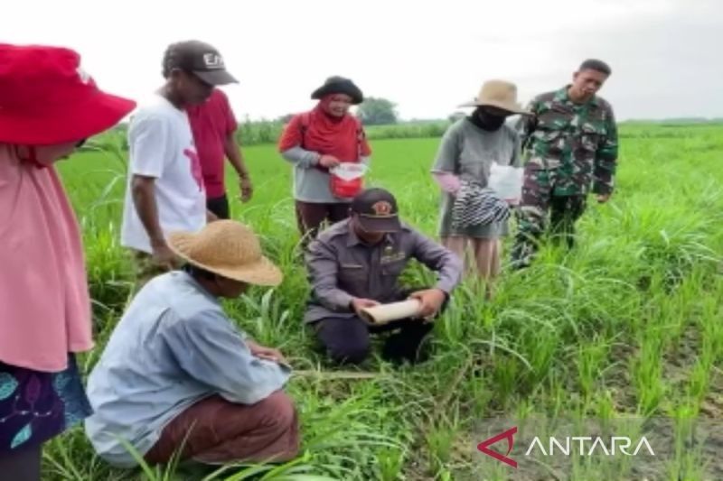 Petani Pamekasan Dapat Bimtek Kendalikan Hama Tikus dari DKPP