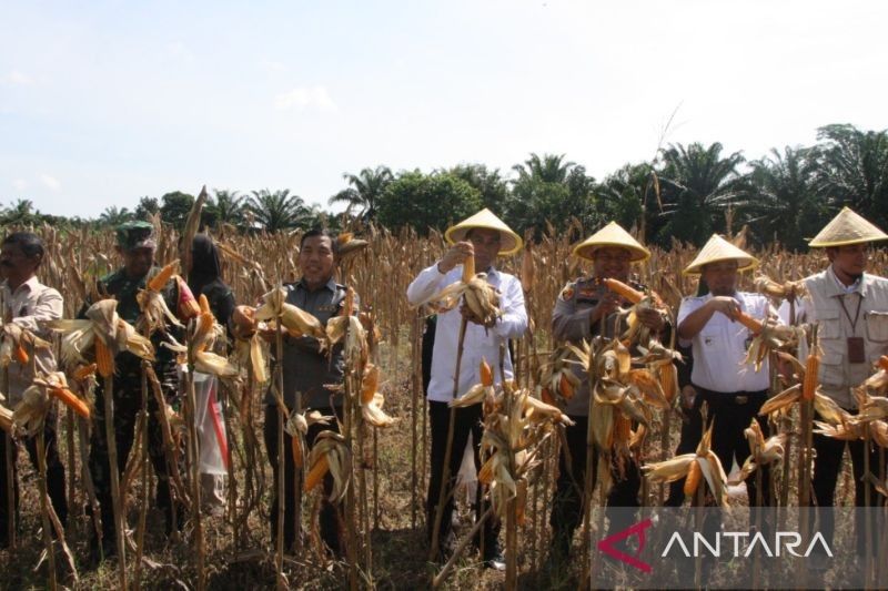 Panen Perdana Jagung di Penajam Paser Utara Dukung Ketahanan Pangan Nasional