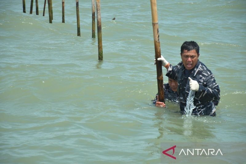 TNI AL Bongkar 22,5 Km Pagar Laut di Tangerang: Operasi Gabungan Atasi Berbagai Kendala