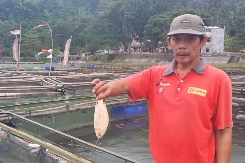 Ribuan Ikan Keramba di Telaga Ngebel Mati Mendadak: Perubahan Suhu dan Belerang Jadi Tersangka