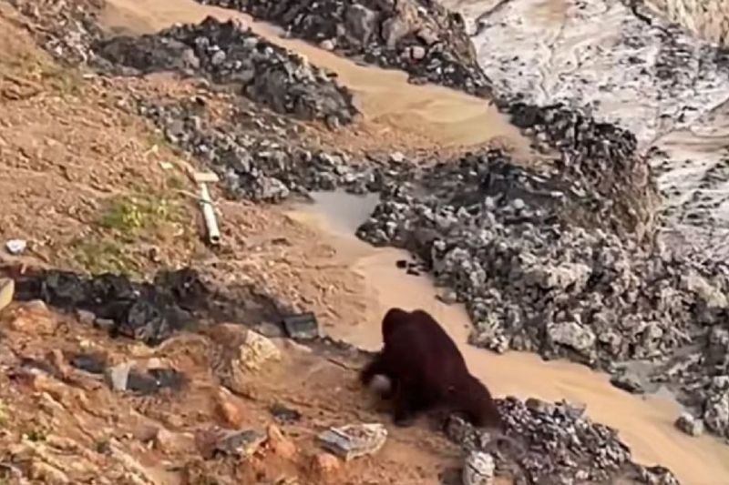 BKSDA Kaltim Cari Orangutan di Area Tambang Kutai Timur