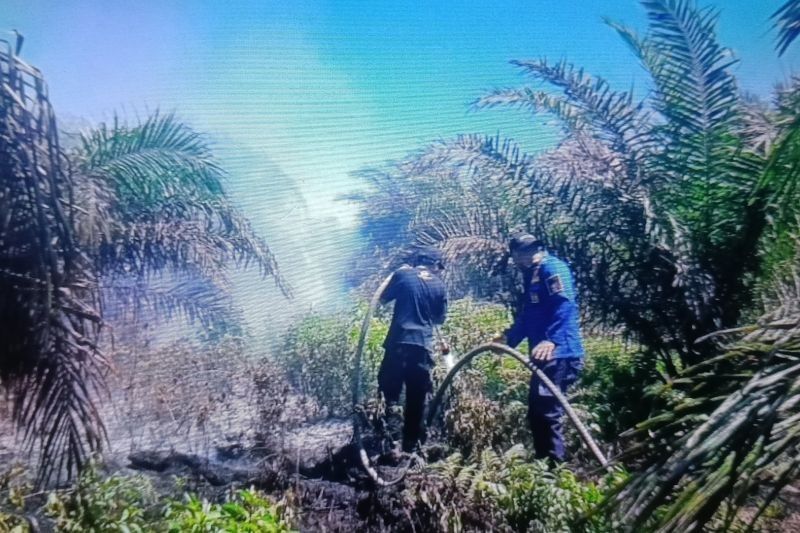 Kebakaran Lahan Sawit Agam: Tim Gabungan Padamkan Api Setelah Dua Hari