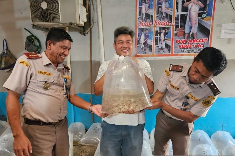 1,43 Juta Ikan Seluang Jambi Melaju ke Pasar Internasional