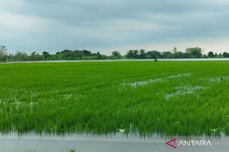 Banjir Kudus: 1.032 Hektare Sawah Terendam, Klaim Asuransi Diajukan