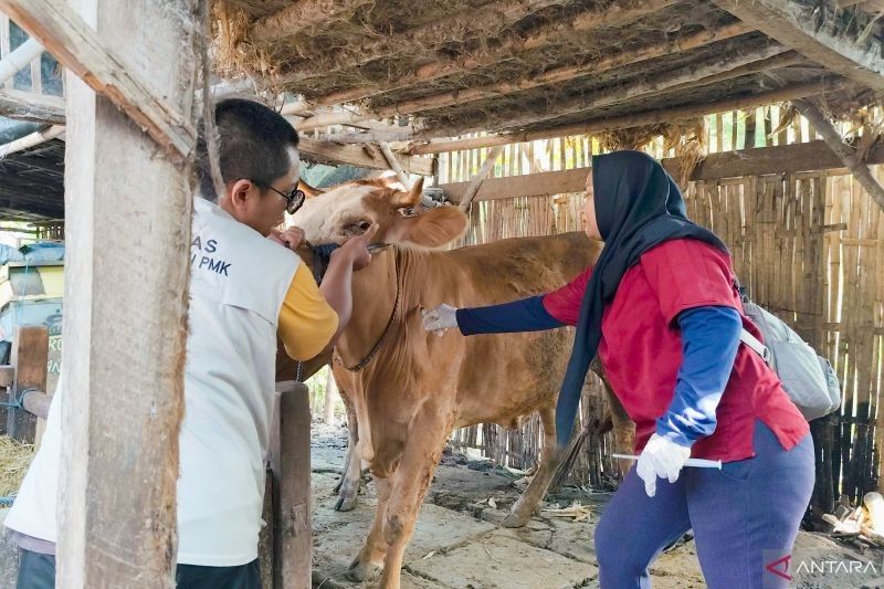 Disnakkan Situbondo Berikan Pengobatan Gratis Hewan Terdampak Banjir