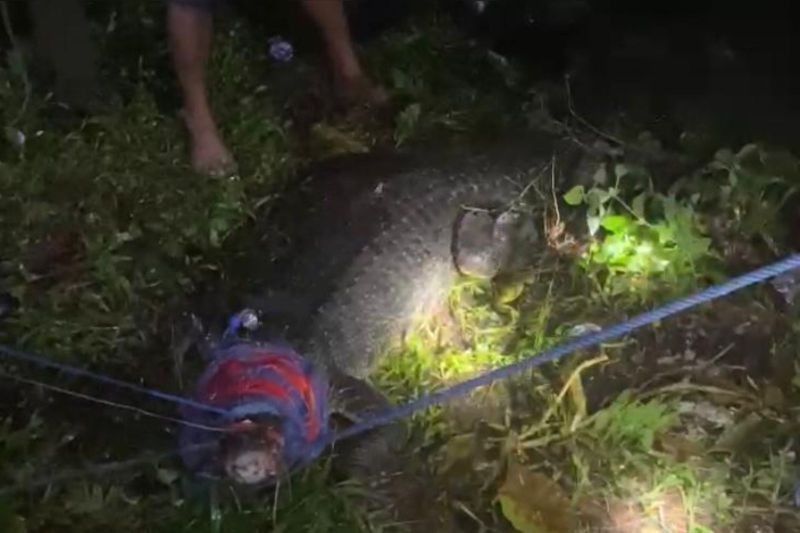 BKSDA Maluku Evakuasi Buaya Muara di Tambak Ikan Unpatti