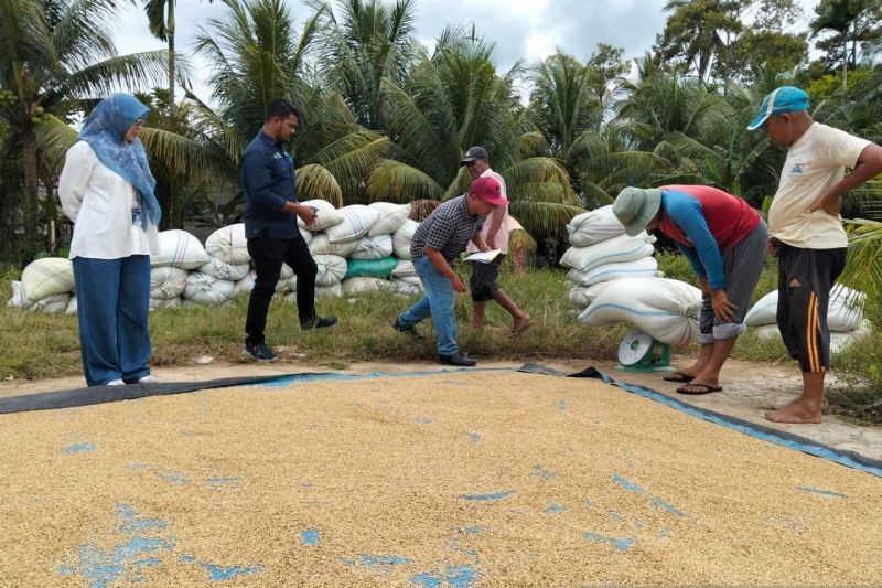 Bulog Aceh Barat Daya Serap Gabah Petani Sesuai HPP