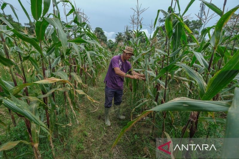 Pemkot Kendari Panen Jagung, Warga Binaan Lapas Berdayakan Lahan