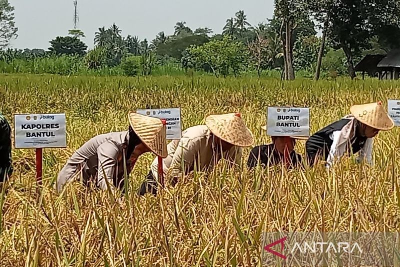 Target Tanam Padi 2.500 Ha di Bantul Ditargetkan Rampung Akhir Februari