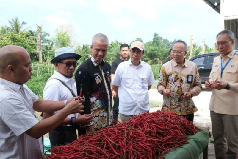 Sukses Panen Perdana Cabai Merah di Kampar, Kurangi Defisit Riau