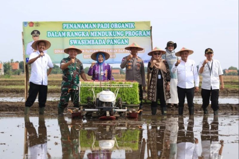 Probolinggo Kembangkan Padi Organik, Dorong Swasembada Pangan Nasional