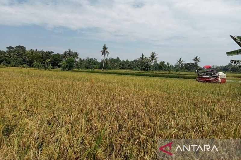 Bantul Targetkan Luas Tanam Padi 34.482 Hektare di 2025