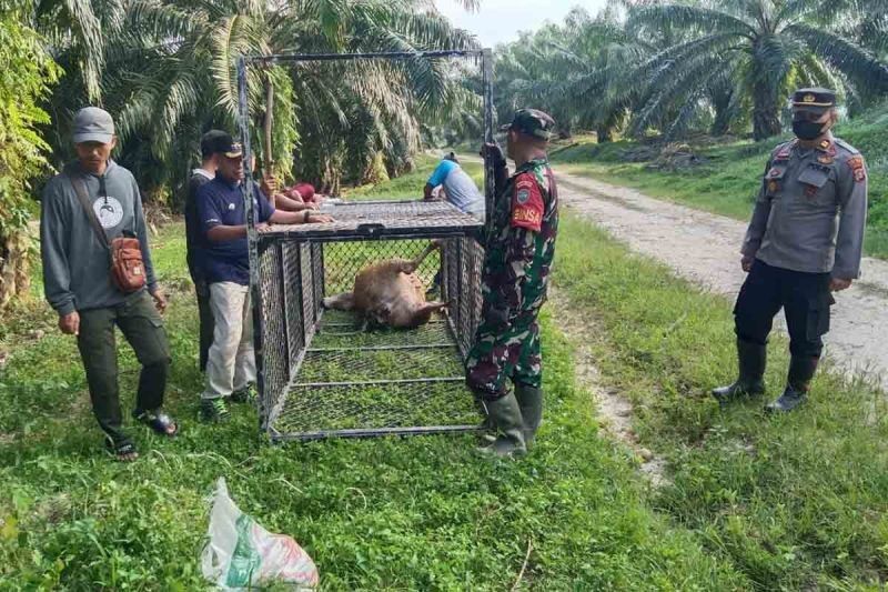 BKSDA Aceh Pasang Perangkap Harimau di Aceh Timur, Cegah Konflik Manusia-Satwa