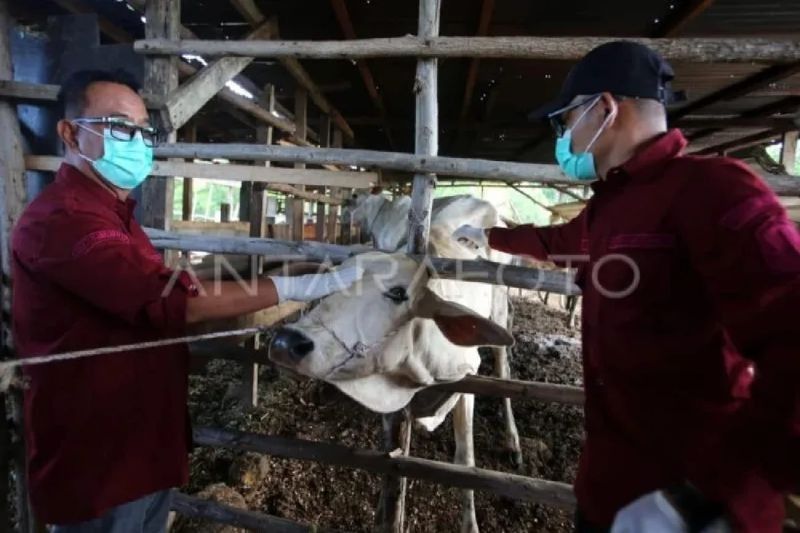 Aceh Bebas dari Wabah PMK: Upaya Pencegahan Tetap Dilakukan