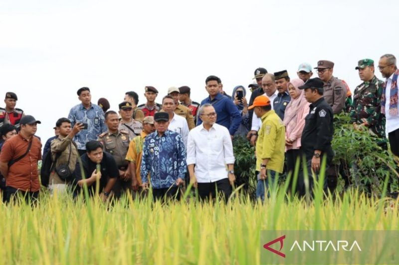 Menko Pangan Pastikan Harga Gabah Petani Tak Boleh di Bawah Rp6.500