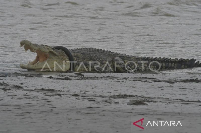 Pencarian Ibu Korban Serangan Buaya di Sumba Barat Daya Masih Berlanjut