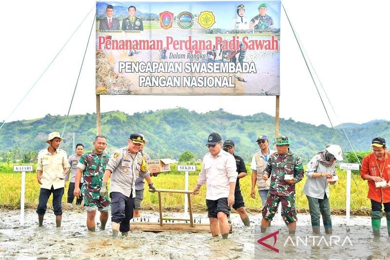 Gorontalo Utara Targetkan Tanam Padi 14.430 Ha di 2025: Swasembada Pangan Nasional