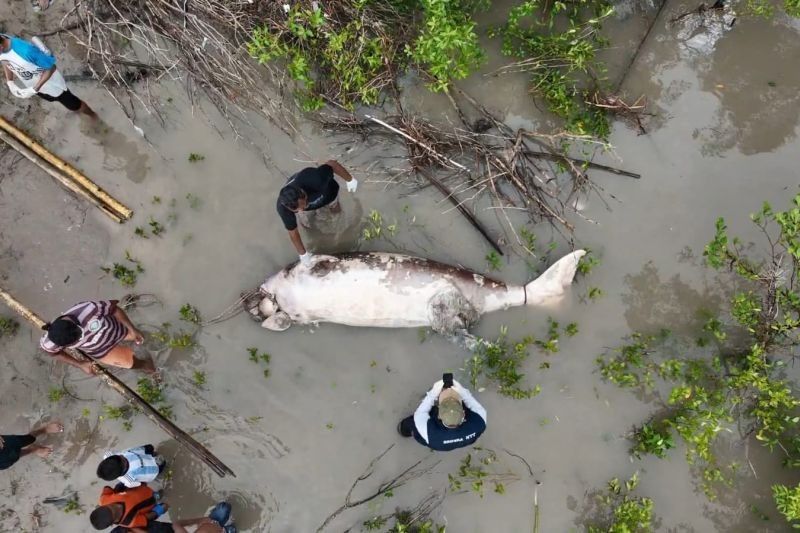 Dugong Mati Terdampar di Teluk Kupang, NTT: Investigasi Terhambat