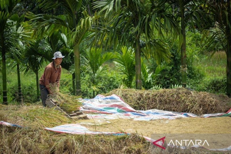 Transformasi Bulog: Menuju Kedaulatan Pangan Nasional