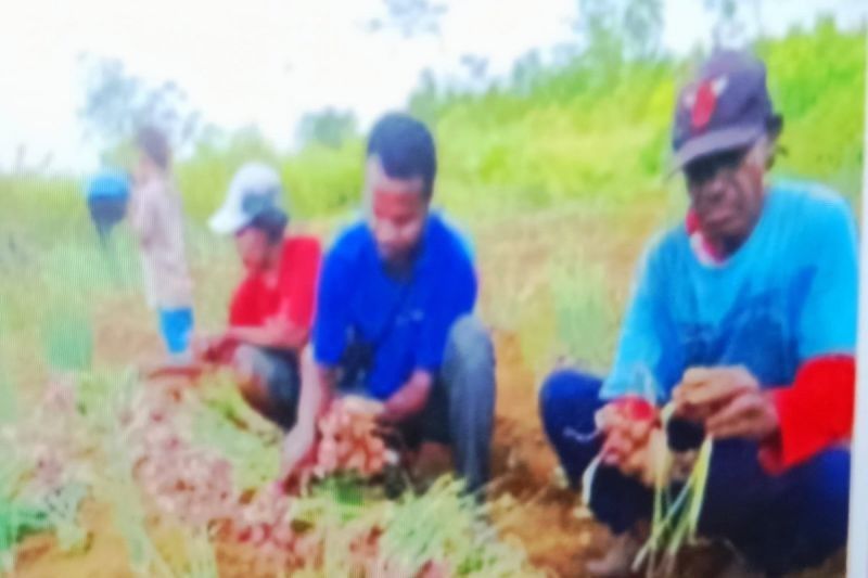 Pemkab Biak Libatkan Petani OAP untuk Ketahanan Pangan 2025