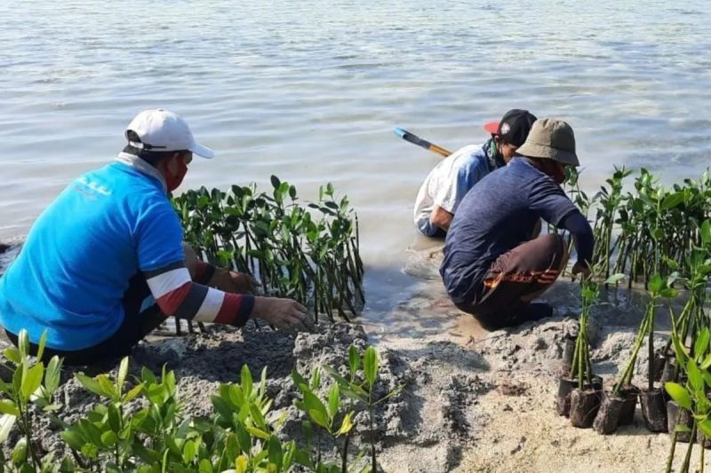 KKP Siap Perdagangkan Karbon Biru dari Padang Lamun