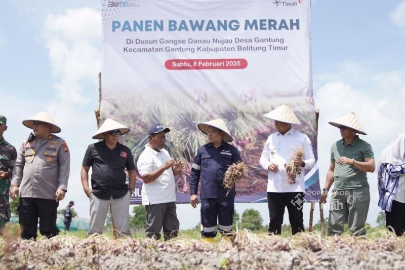 PT Timah dan Pemprov Babel Sukses Panen Raya Bawang Merah, Dorong Ketahanan Pangan