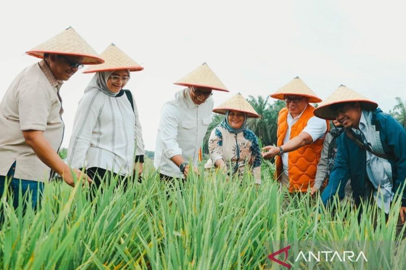 Proyeksi 50 Ton Gabah dari Program Tampan PTPN di Riau