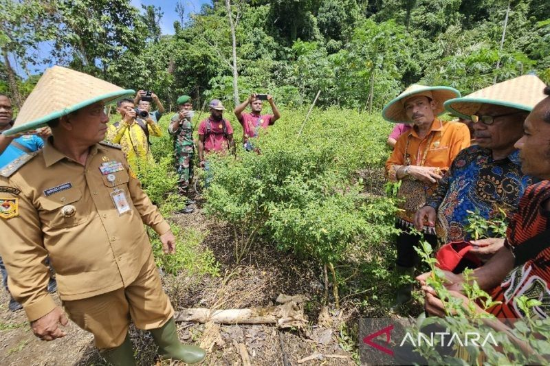 Pengembangan Lahan Pangan Lokal Papua: Dorongan Pj Gubernur Ramses Limbong