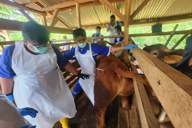 Kementan Kirim 4.150 Dosis Vaksin PMK ke Garut, Cegah Penyebaran Wabah